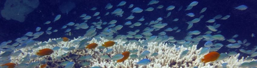 A Deloitte report has calculated the total asset value of the Great Barrier Reef to be $56 billion by assessing its economic, social and iconic brand value