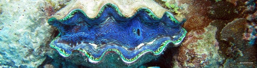 Clam with blue line mantle at Escape Reef diving Ribbon Reefs with Coral Expeditions Great Barrier Reef Queensland by Diveplanit