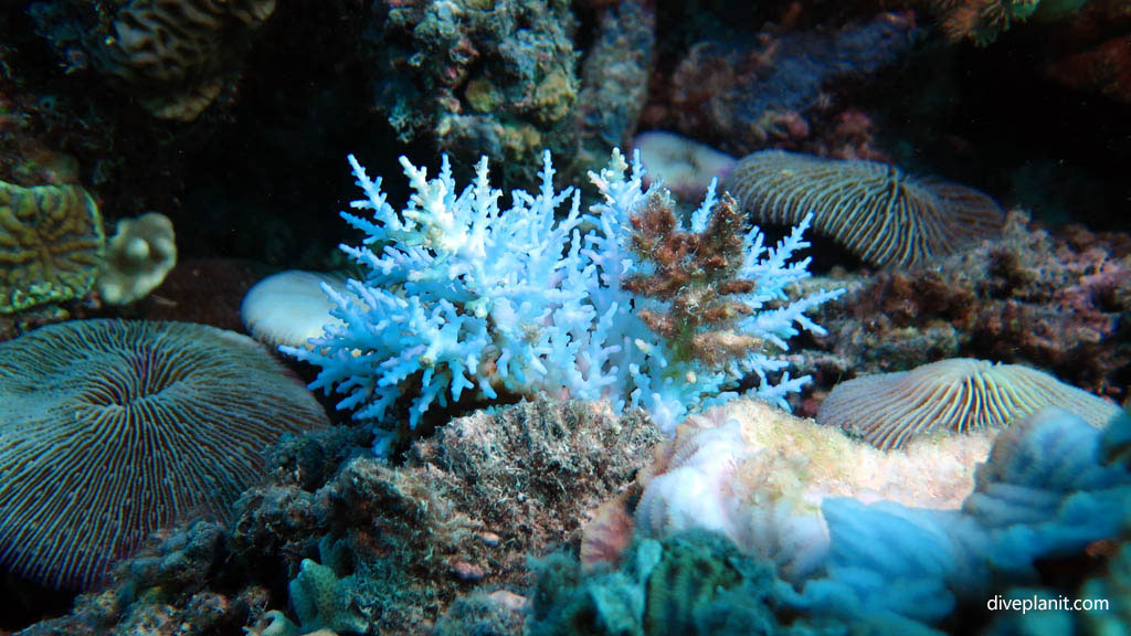 Reef escapes outlet