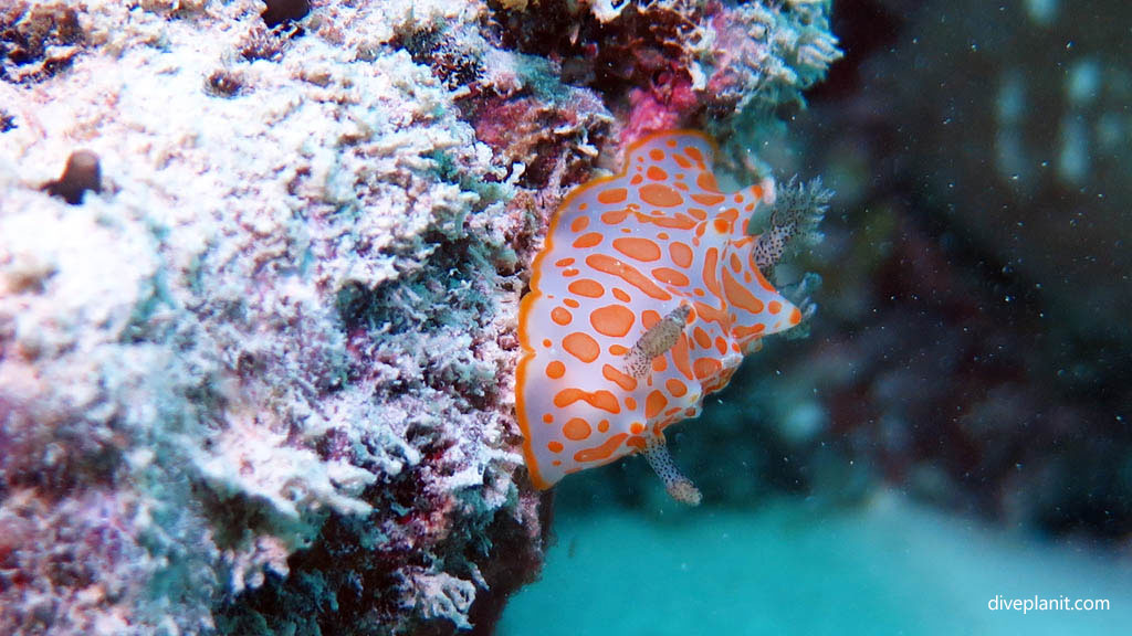 Nudi Helgarda at Coral Expeditions dive site diving Sudbury Reef Great Barrier Reef Queensland by Diveplanit