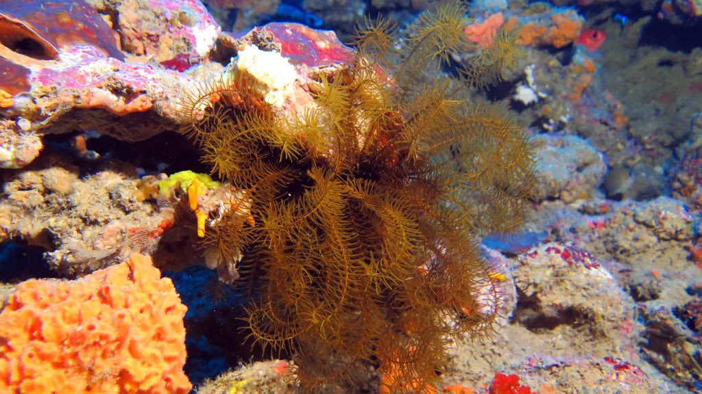 Featherstar at Edge to Bordello diving the Coral Coast with Diveaway Dive Fiji Islands by Diveplanit