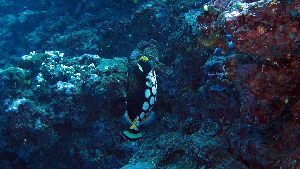 Clown triggerfish at Edge to Bordello diving the Coral Coast with Diveaway Dive Fiji Islands by Diveplanit