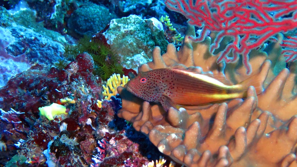 Freckled Hawkfish at Edge to Bordello diving the Coral Coast with Diveaway Dive Fiji Islands by Diveplanit