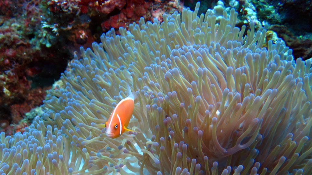Pink anemonefish at Bigfoot & Sundance diving the Coral Coast with Diveaway Dive Fiji Islands by Diveplanit