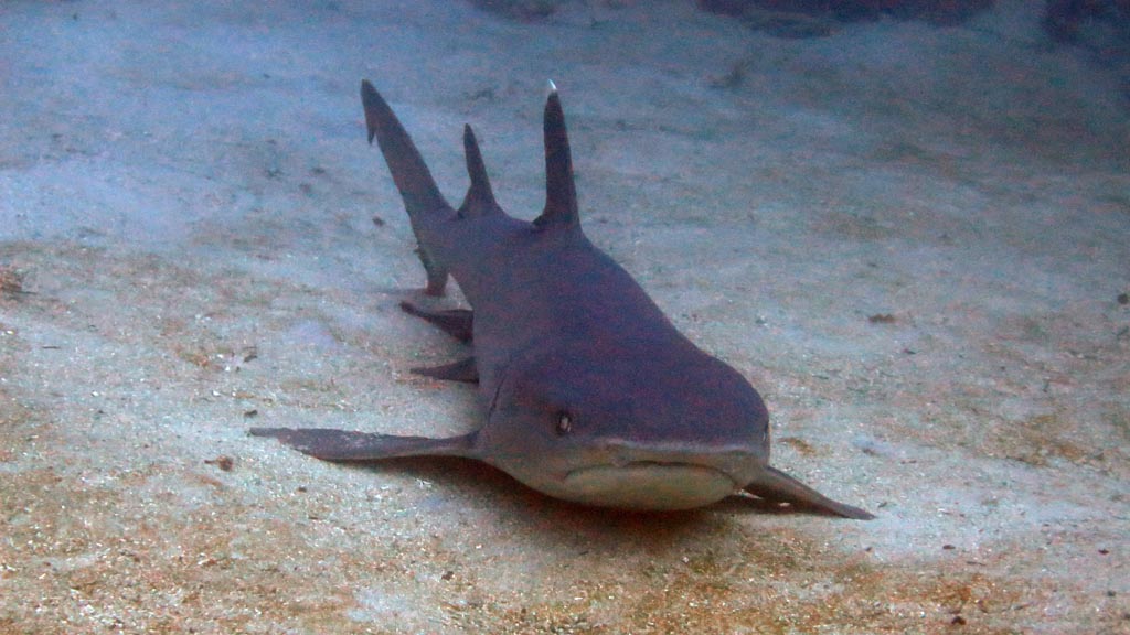 White tipped reef shark front at Bigfoot & Sundance diving the Coral Coast with Diveaway Dive Fiji Islands by Diveplanit