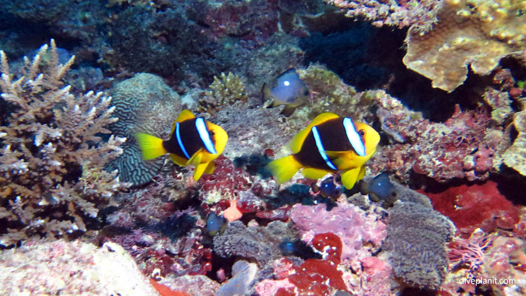 Pair of Clarks clowns diving Three Bommies with Castaway Diving at Castaway Island Fiji Fiji Islands by Diveplanit