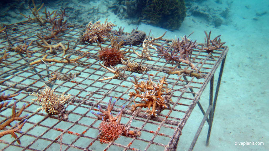 Coral seedlings diving Outrigger Zone-Ozone Program with Castaway Diving at Castaway Island Fiji Islands by Diveplanit