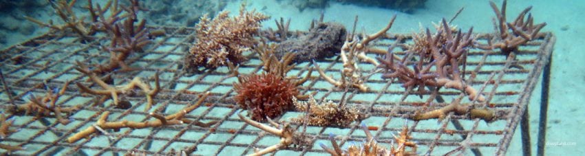 Outrigger Zone: Prior years coral seedlings at Castaway Island Fiji Islands by Diveplanit