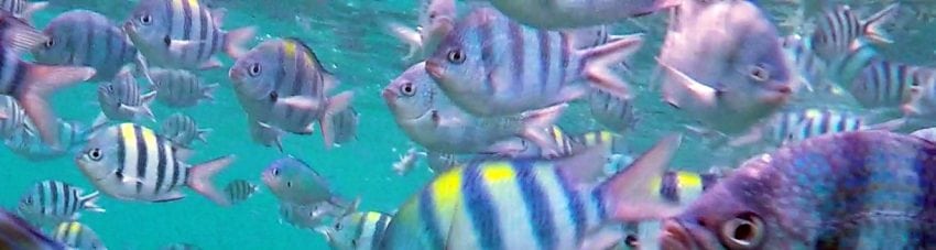 Pulau Tioman diving one of Malaysia’s unspoilt islands by our guest blogger and keen aquanaut Dof Dickinson