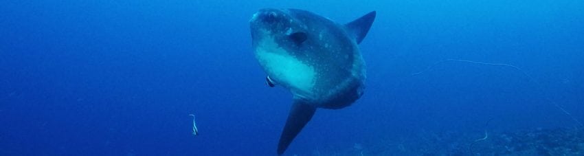 In search of Ocean Sunfish Mola mola our intrepid explorer Heather Sutton heads to Bali. Though it’s her first time diving Indonesia – she gets lucky