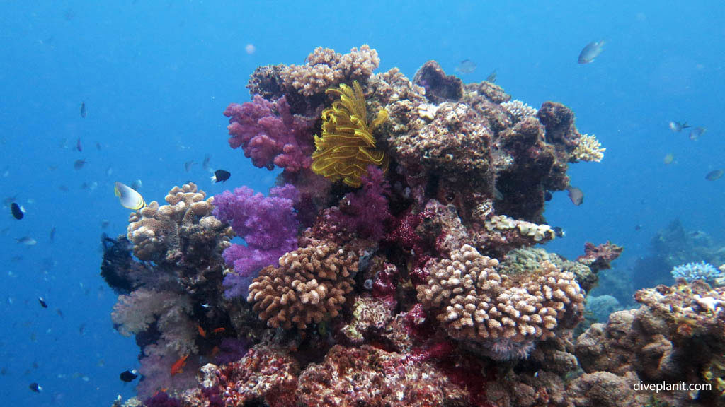 Taveuni diving: Hard & soft coral head at Taveuni Rainbow Reef Fiji Islands by Diveplanit