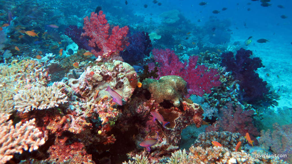 Typical reef scene with anthias diving Taveuni Rainbow Reef Fiji Islands by Diveplanit