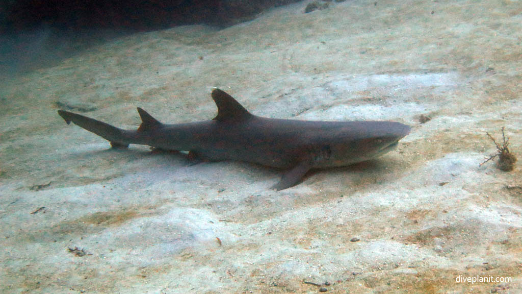 Coral Coast diving: White tipped reef shark at Sundance dive site Fiji Islands by Diveplanit