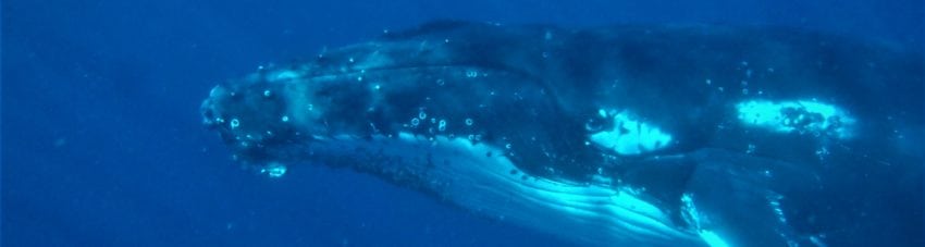 Ever wanted to swim with whales, even swim with humpback whales? Now you can enjoy swimming with whales at Coffs Harbour with Jetty Dive team in Wild Fin