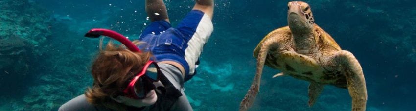 Kara Murphy and the turtle