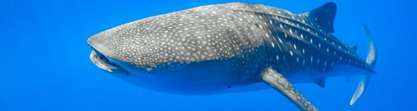 7 places close to home where you can reliably dive, snorkel or go swimming with whale sharks if you go in the right season