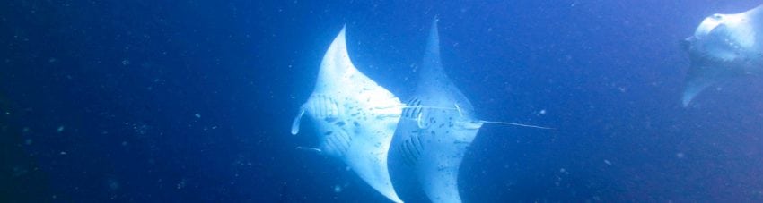Before fish mating a pair of mantas barrelling at German Channel Koror Palau by Diveplanita