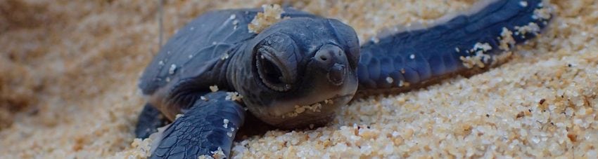 Lang Tengah Turtle Watch Conservation Initiative supported by YTL Hotels Tanjong Jara Resort in Malaysia