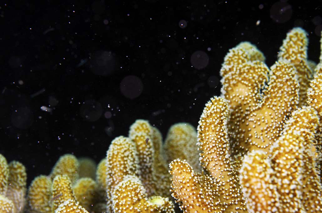 Coral Spawning. Image courtesy Tourism Queensland.