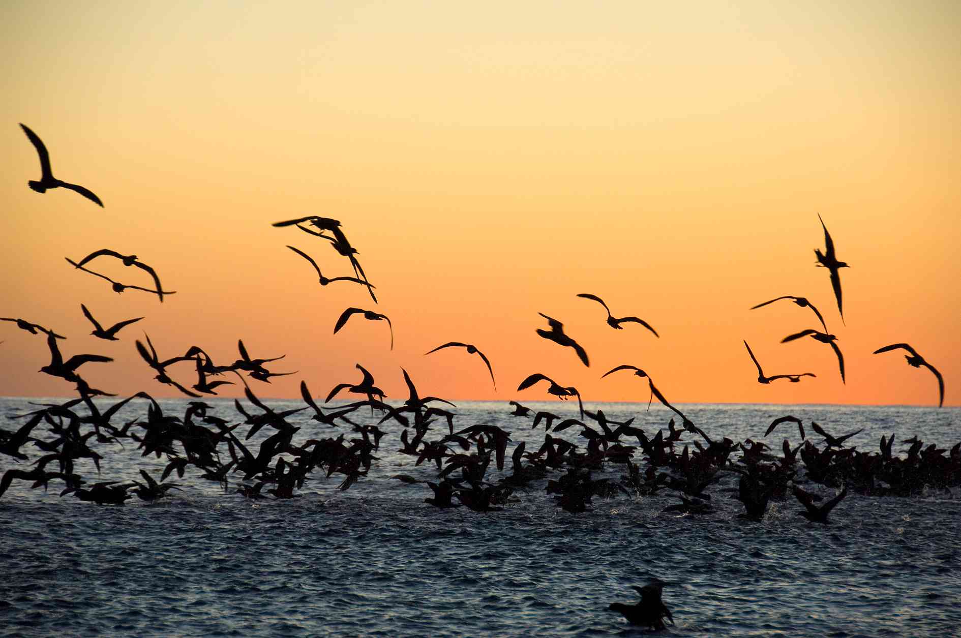 Shearwaters at sunset on Lord Howe Island.