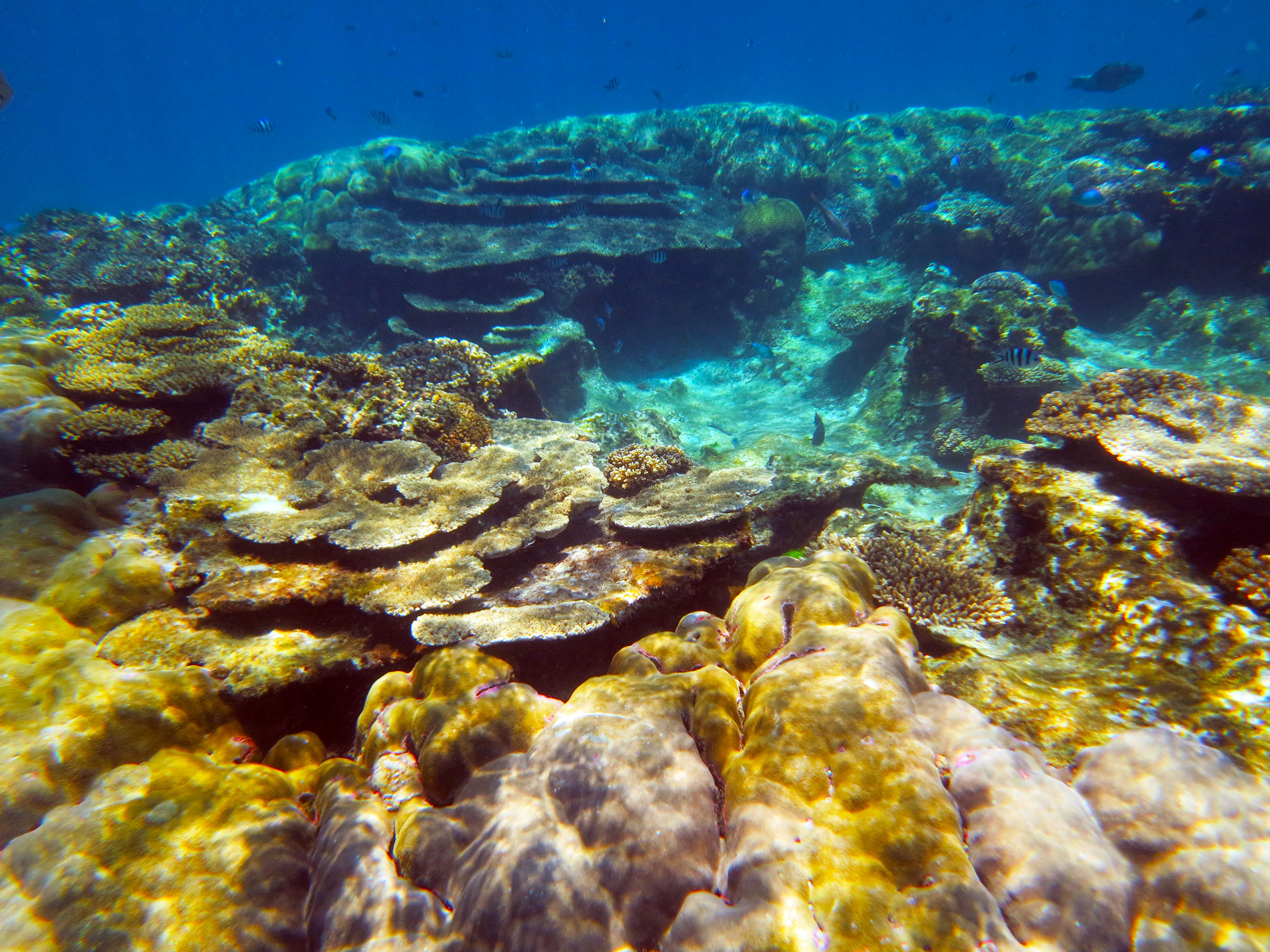 A beautiful coral bommie near Heron Island.