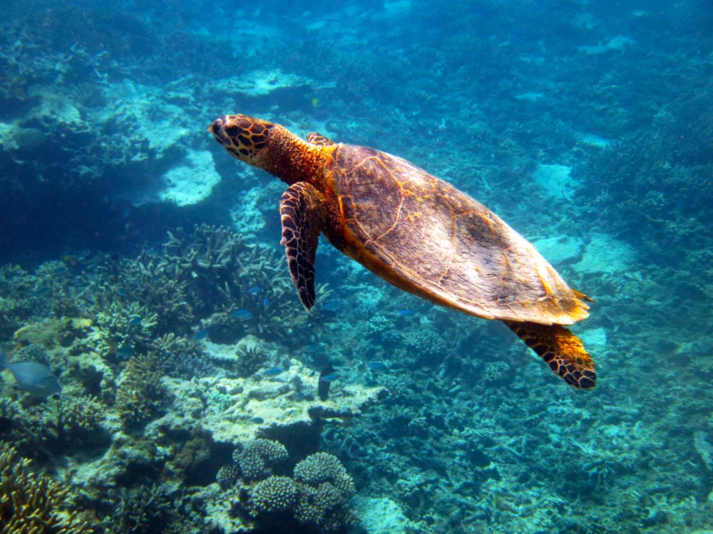 A turtle heads for the beach at Lady Elliot Island.