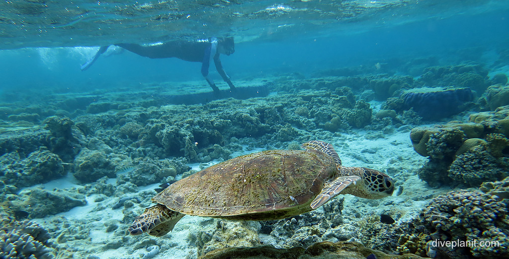 Snorkelling with a turtle at Lady Elliot