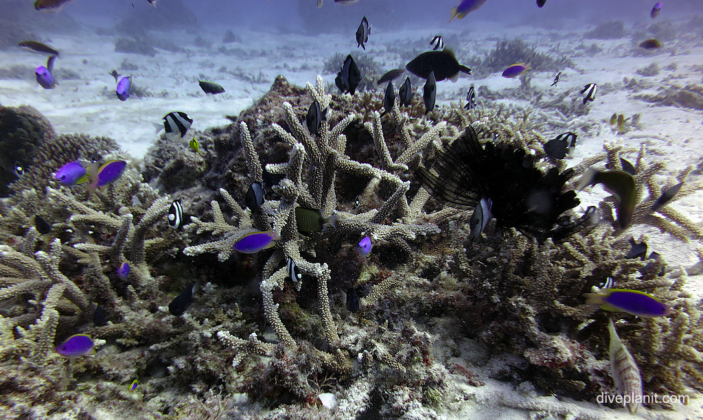 Staghorn coral cluster at with Humbugs and Fusiliers Lady Elliot Island