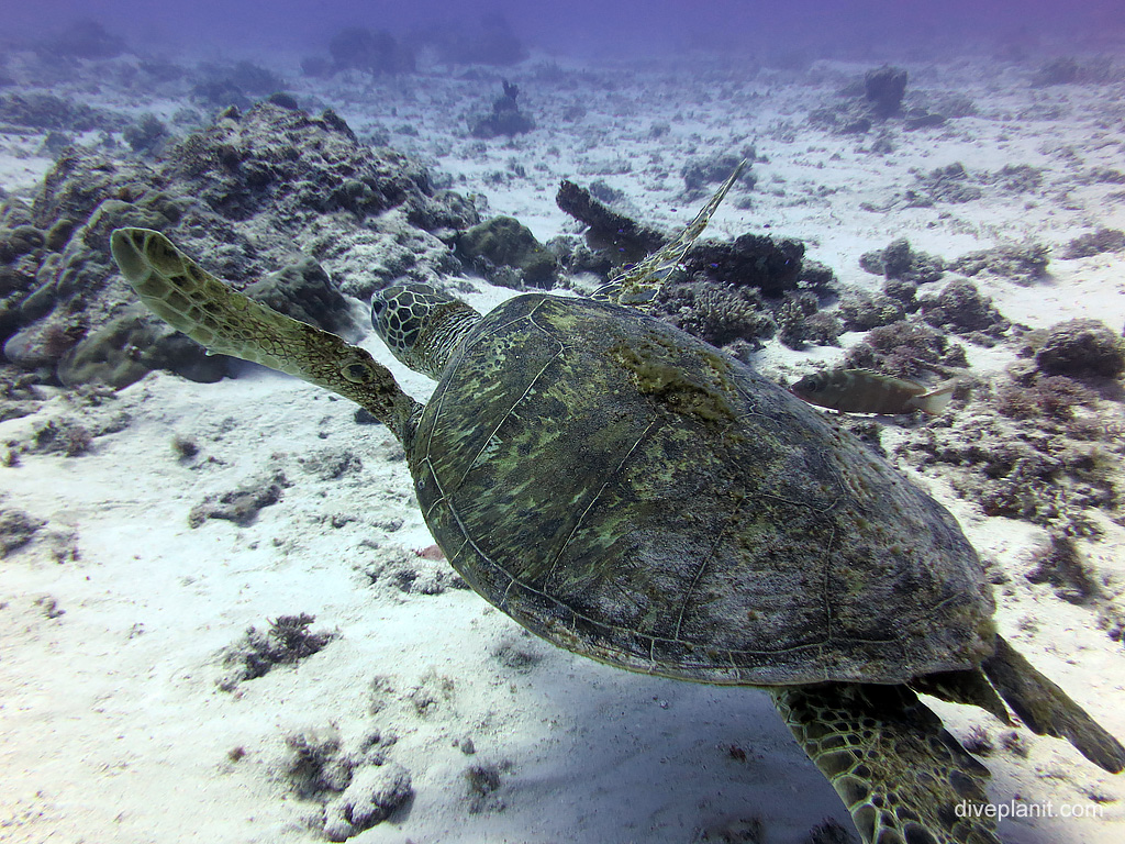 0384 Large turtle with front flippers akimbo at Maori Wrasse Bommie Lady Elliot Island
