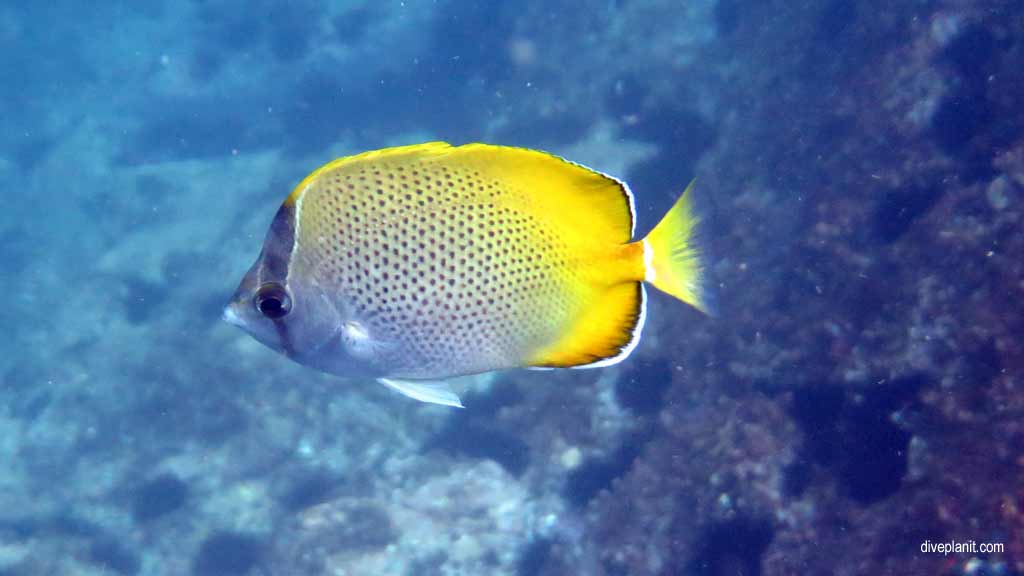 2738 Gunther's Butterflyfish at South West Rocks diving the Aquarium DPI 2738