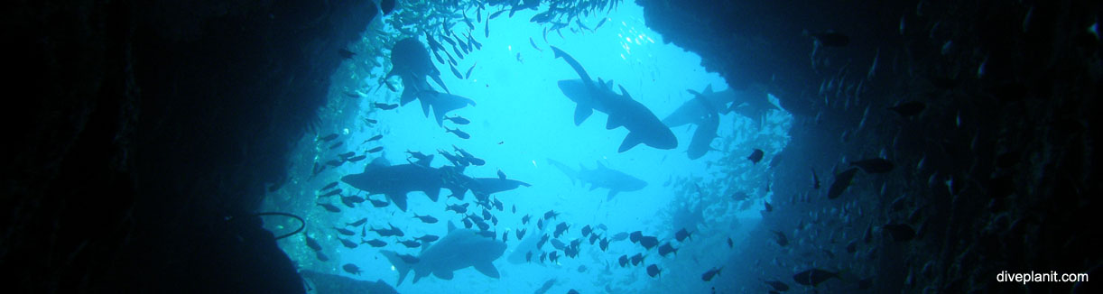 0010-MaxBanner Fish Rock entrance sharks