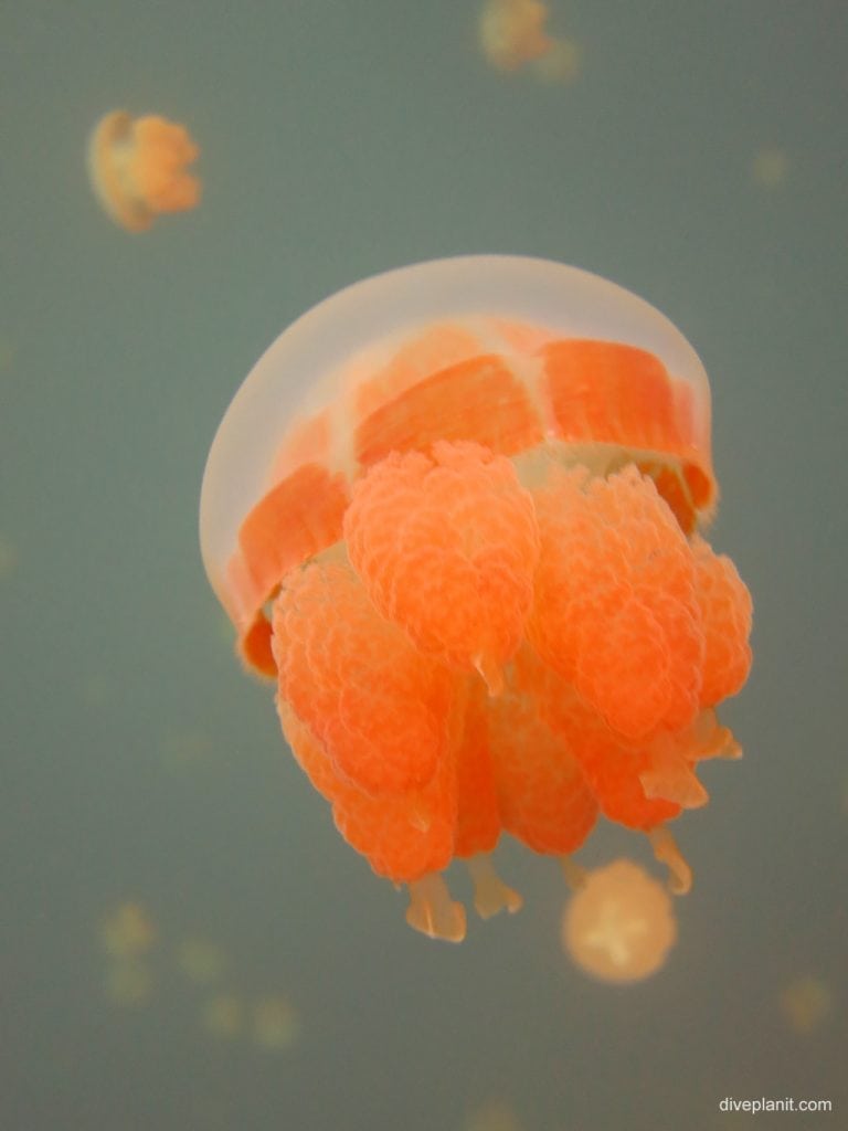 Close up of a jellyfish specimen in Jellyfish Lake Koror, Palau