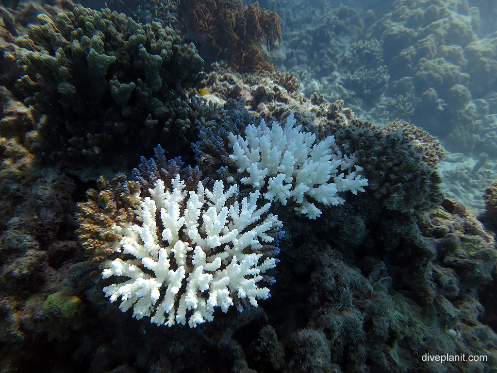 Coral in different states of health at Paradise Reef. Diving holiday, travel planning tips for Great Barrier Reef - where, when, who and how
