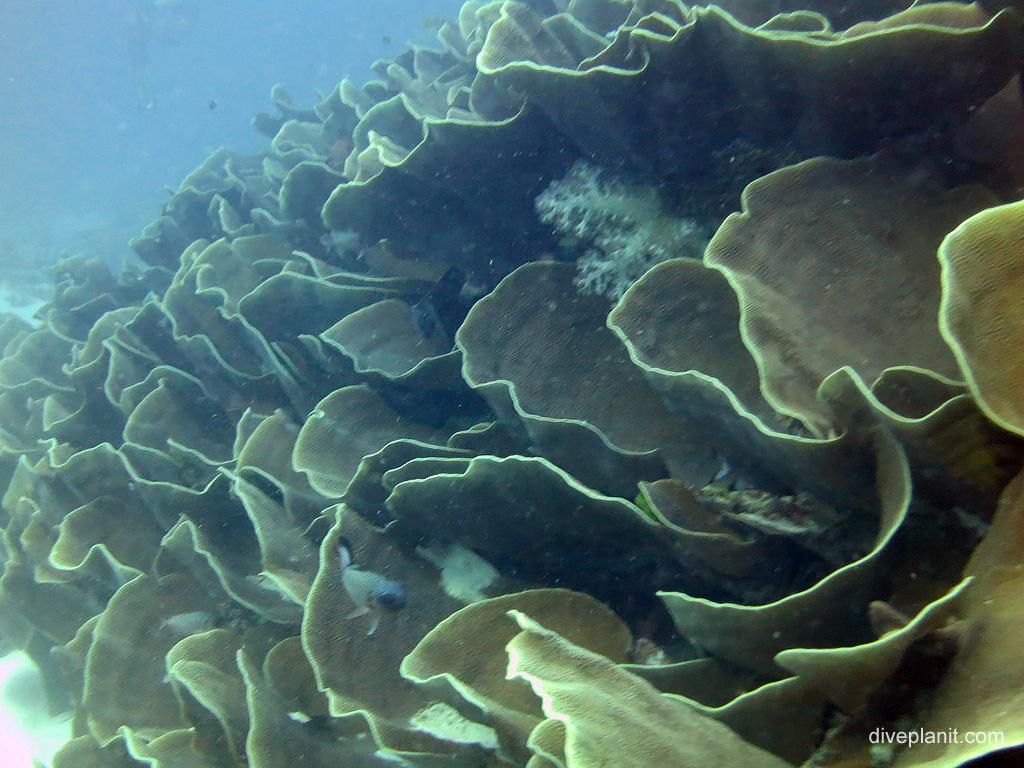 Large lettuce coral at Ulong Channel Koror, Palau