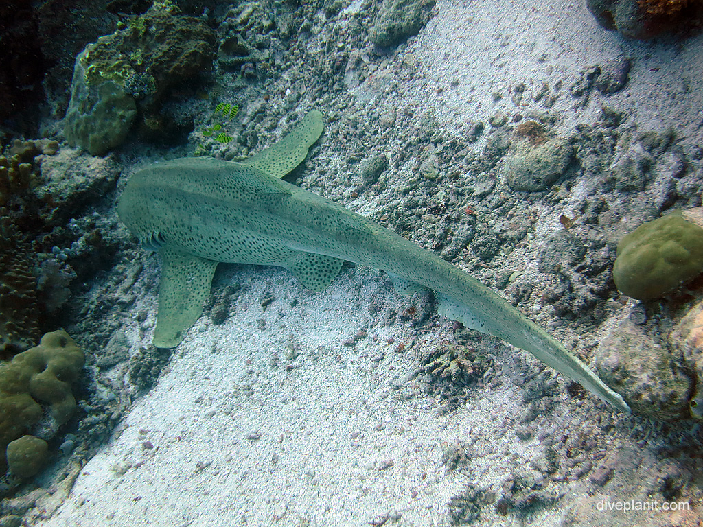 Lemon shark in the Ulong Channel Koror, Palau