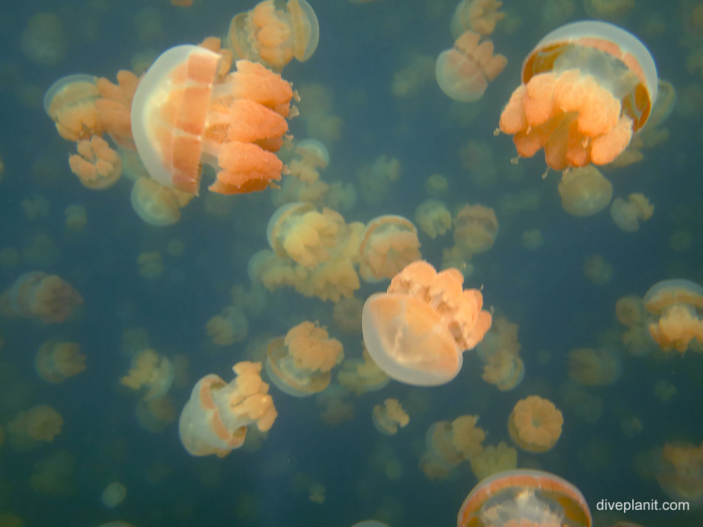 Lots of jellyfish showing the density of jellyfish in the middle of the mass at Jellyfish Lake Koror, Palau