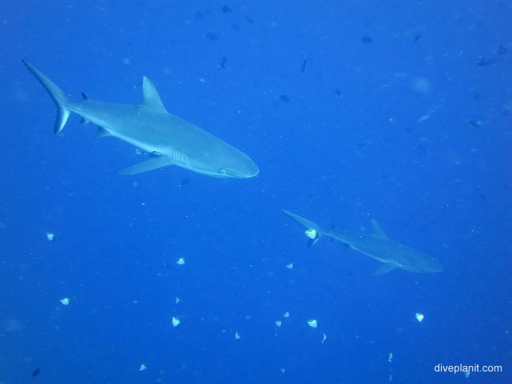 Sharks at Blue Holes Koror, Palau