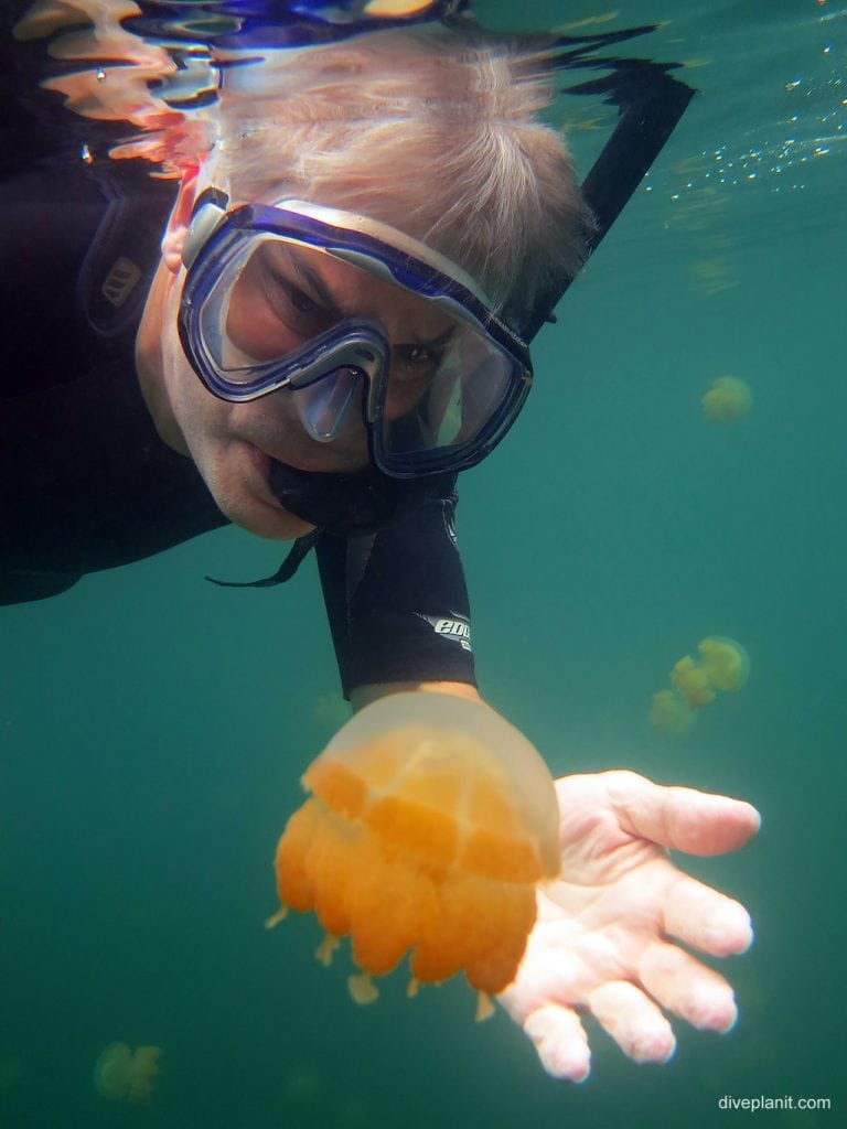Snorkeler admiring a jellyfish showing the size of the jellyfish in Jellyfish Lake Koror, Palau