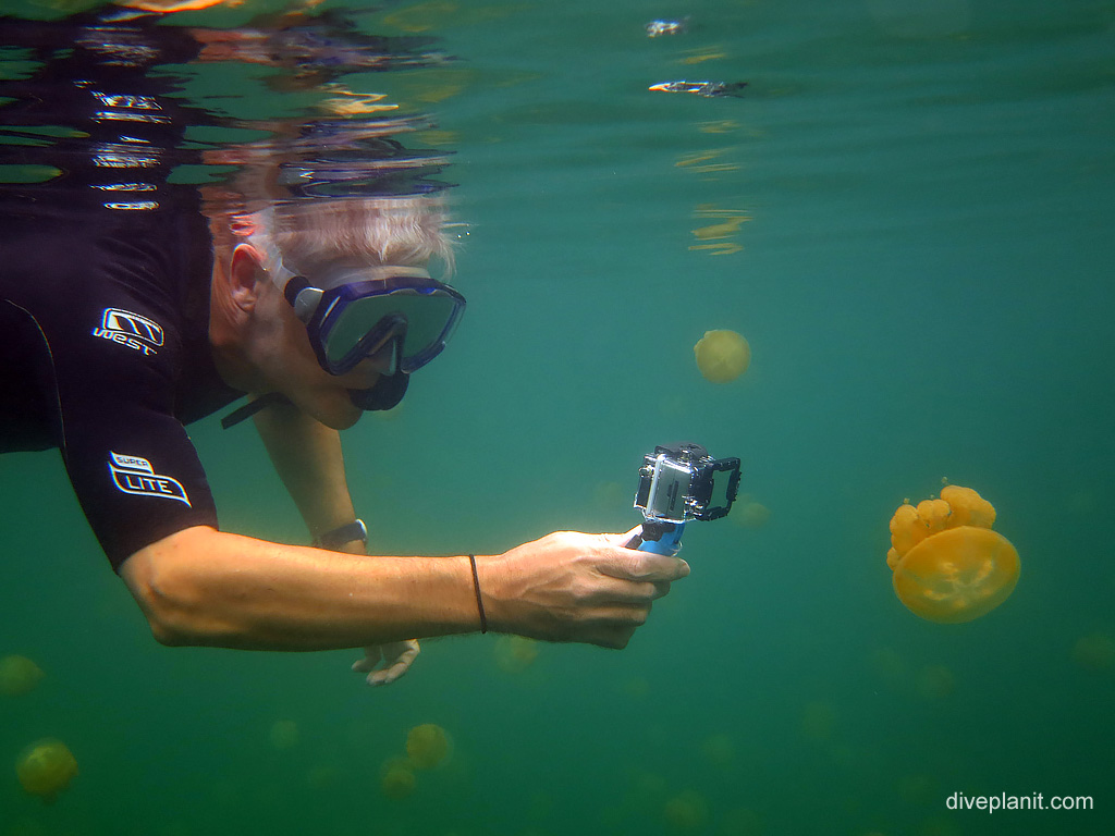 Snorkeler points Go Pro Camera at jellyfish and demands Take me to your leader at Jellyfish Lake Koror Palau