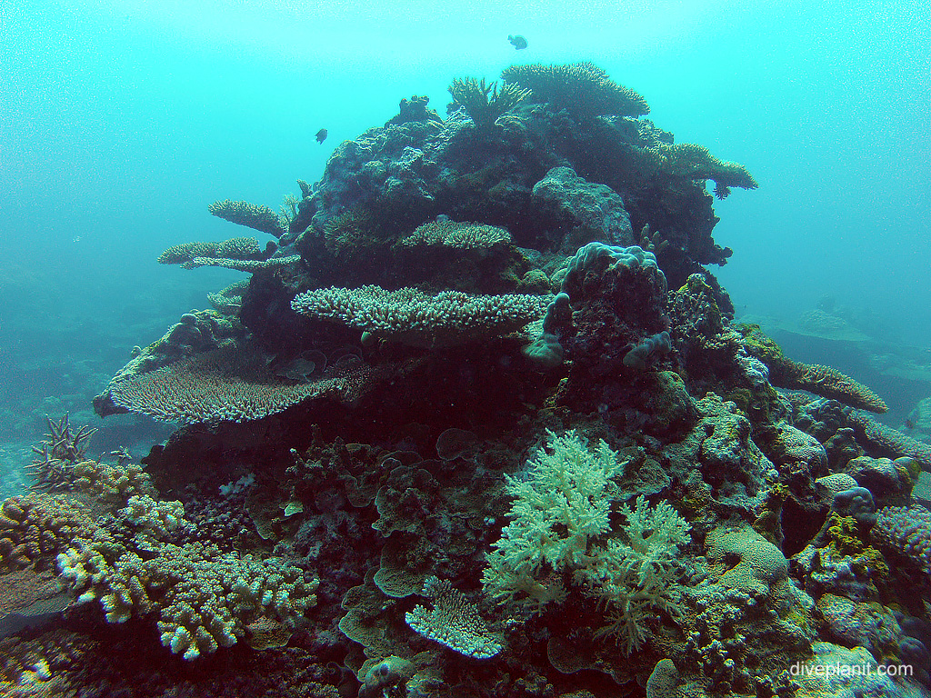Stacks of coral of every variety at Grasslands Koror, Palau