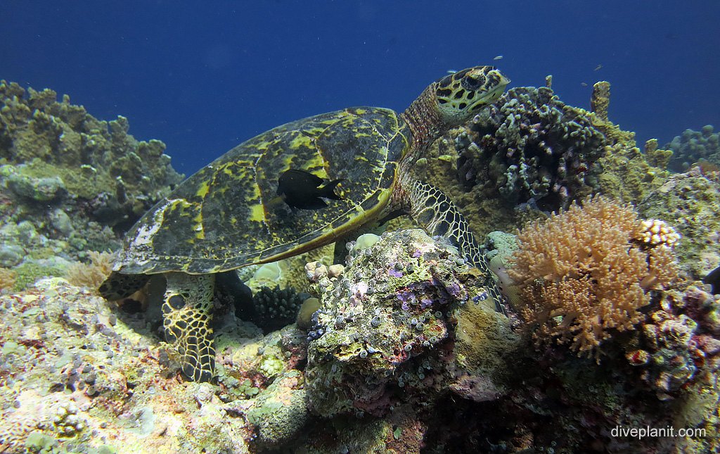 Turtle at Turtle Cove Koror, Palau. Diving holiday, travel planning tips for Turtle Cove - where, when, who and how