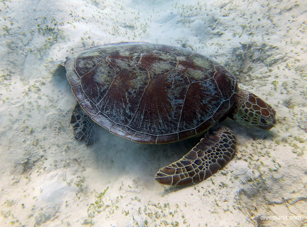 Turtle in the sand at Paradise Reef. Diving holiday, travel planning tips for Great Barrier Reef - where, when, who and how