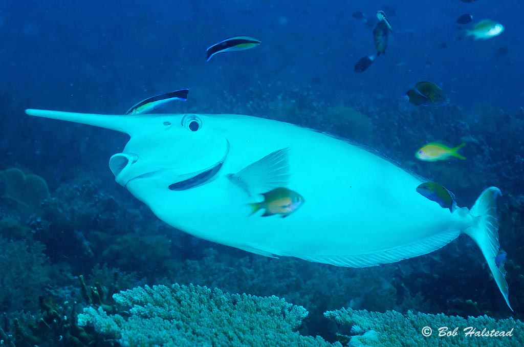 Unicornfish gets cleaned at Carls Ultimate at Eastern Fields, aboard the MV Golden Dawn. Scuba dive holiday, travel planning tips for PNG - where, when, who and how