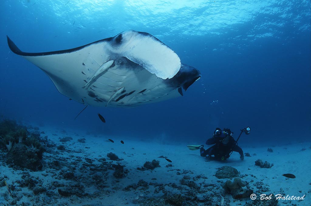 Photographer and manta at Milne Bay, aboard the MV Golden Dawn. Scuba dive holiday, travel planning tips for PNG - where, when, who and how