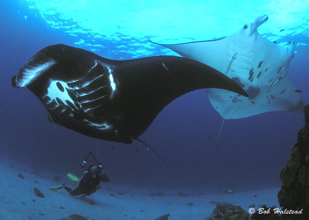 A pair of mantas swim round the cleaning station at Milne Bay, aboard the MV Golden Dawn. Scuba dive holiday, travel planning tips for PNG - where, when, who and how