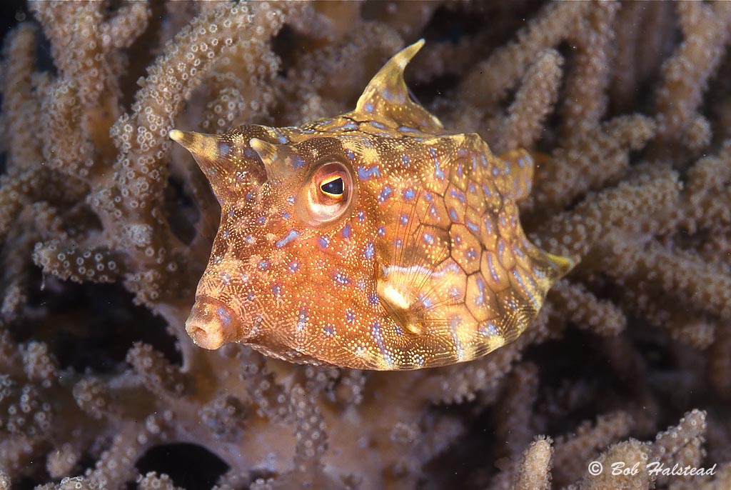 A Thornback Cowfish hides in the soft corals at Milne Bay, aboard the MV Golden Dawn. Scuba dive holiday, travel planning tips for PNG - where, when, who and how