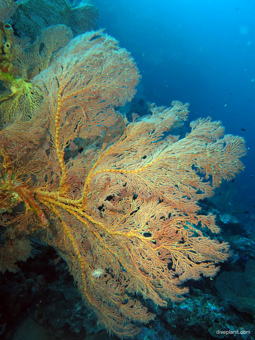 Seafan at The Elbow diving Uepi in the Solomon Islands by Diveplanit