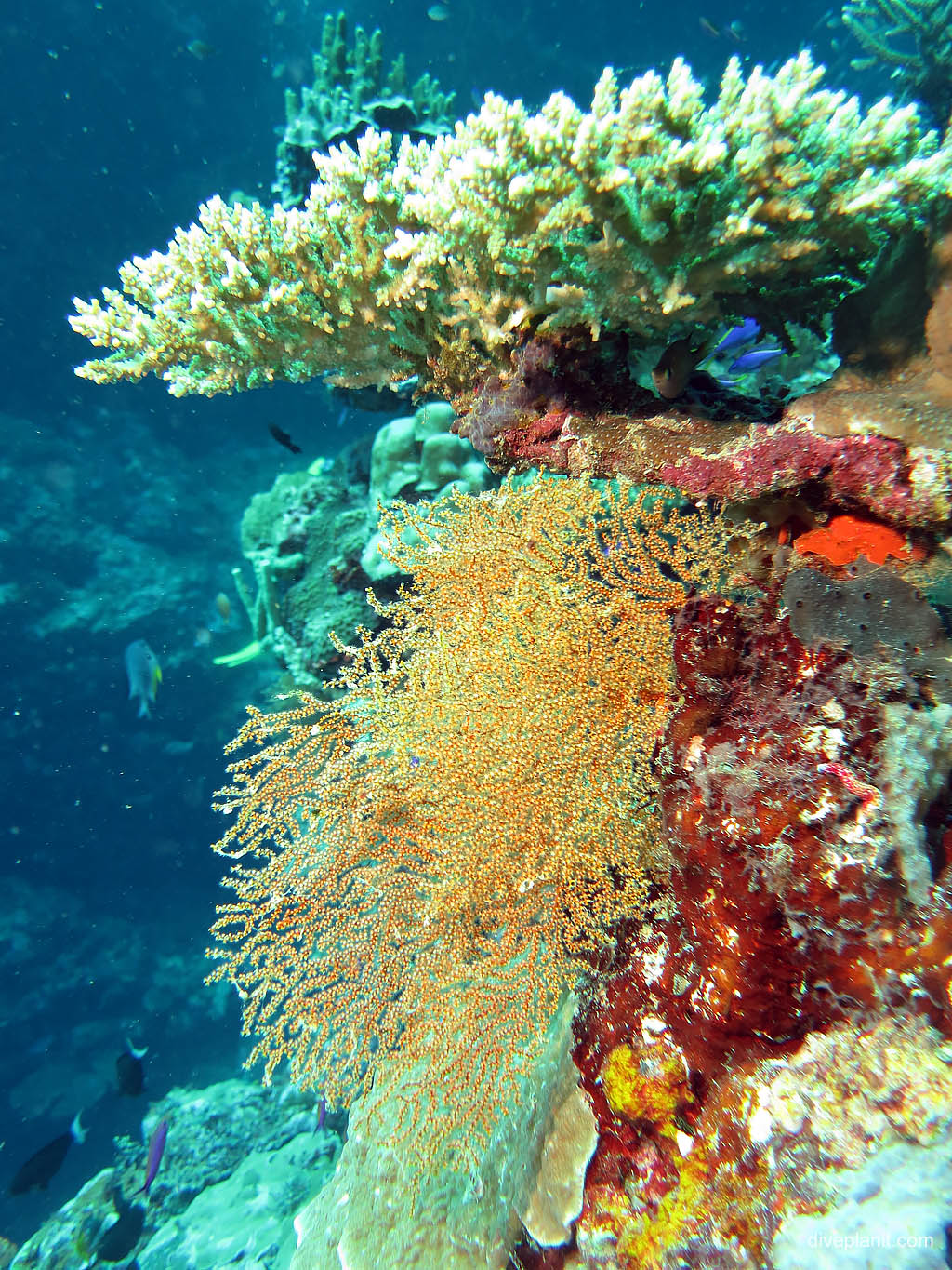 Seafan and acropora at The Elbow diving Uepi in the Solomon Islands by Diveplanit