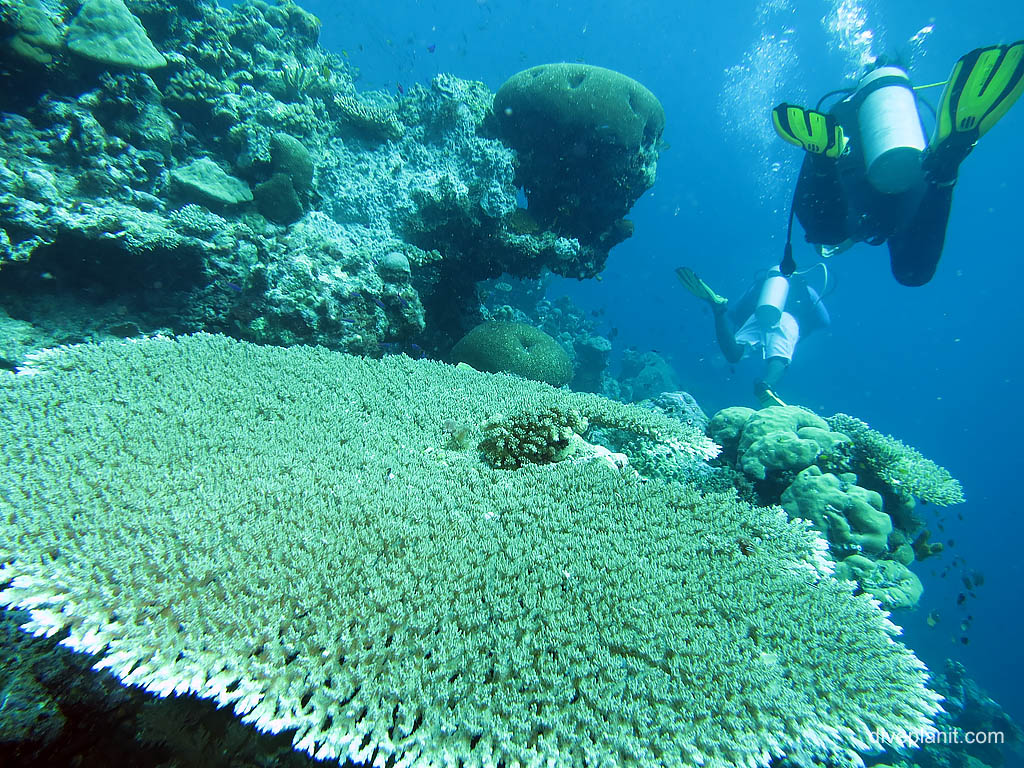 Large acropora coral at The Elbow diving Uepi in the Solomon Islands by Diveplanit