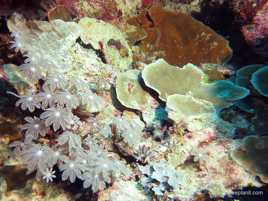 Palm tree shaped soft corals at Landoro Garden diving Uepi in the Solomon Islands by Diveplanit